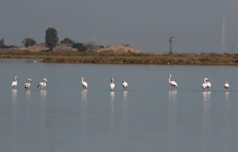 Adana'da kapalı havada sığ lagünde dağınık halde beslenen flamingolar