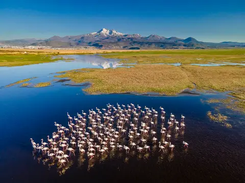 Hörmetçi sazlığında mavi suda toplu halde duran flamingo sürüsü, arkada karlı Erciyes Dağı