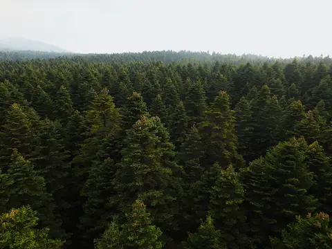 Uludağ Milli Parkı'nda sisli sırtlara uzanan sık göknar ormanı