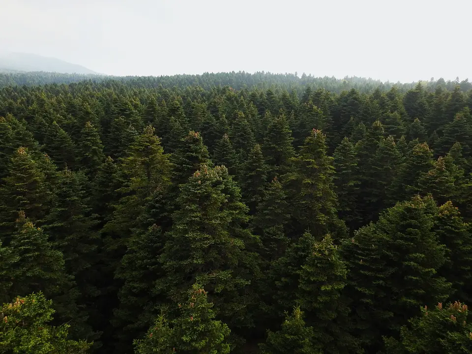 Uludağ Milli Parkı'nda sisli sırtlara uzanan sık göknar ormanı