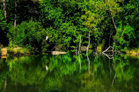 Marmaris Milli Parkı'ndaki Günnücek Orman Kampı'nda yeşil kıyılı durgun su ve ağaçlar