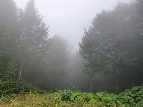 Sisli bir günde yaprak döken ağaçlarla kaplı orman