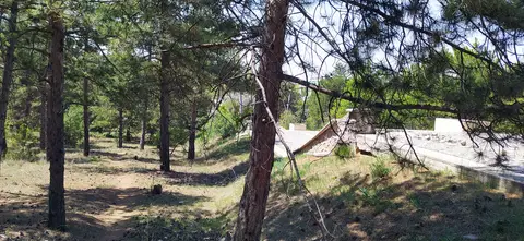 Seyrek çam ağaçları arasında kuru otlarla kaplı orman zemini