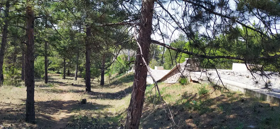 Seyrek çam ağaçları arasında kuru otlarla kaplı orman zemini