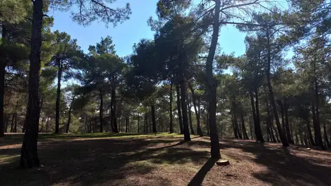 Çam ormanında gölgeli açıklık ve gövdeleri arasından süzülen güneş