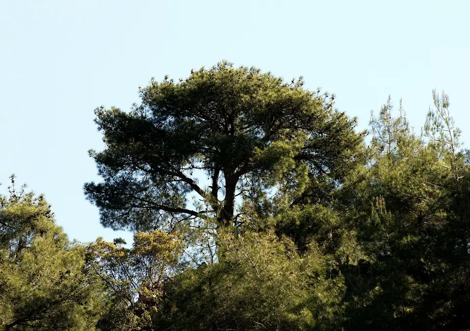 Dağılcak Tabiat Parkı'nda geniş taçlı kızılçam ağacı