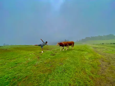Ağaçbaşı Tabiat Parkı'nda sisli yayla çayırında otlayan inekler