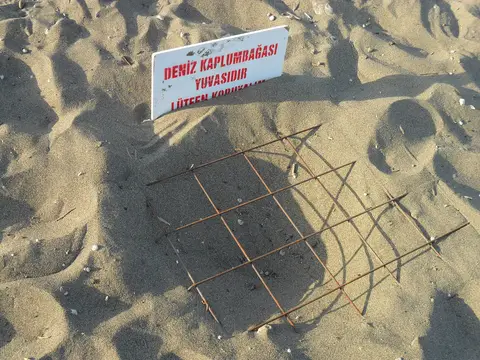 Gümüşkum Tabiat Parkı'nda kumsaldaki deniz kaplumbağası yuvası koruma kafesi ve uyarı levhası