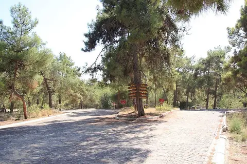 Kuyuluk Tabiat Parkı'nda çam ağaçları arasındaki taş döşeli yol ve yön tabelaları
