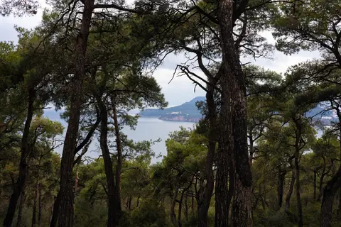 Büyükada Tabiat Parkı'nda kızılçam ağaçlarının arasından görünen deniz