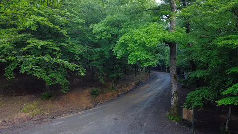 Kirazlıbent Tabiat Parkı'nda gür ormanın içinden geçen toprak yol