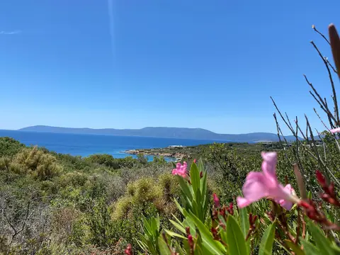 Ekmeksiz Plajı Tabiat Parkı çevresinde zakkum çiçekleri, makilik ve deniz