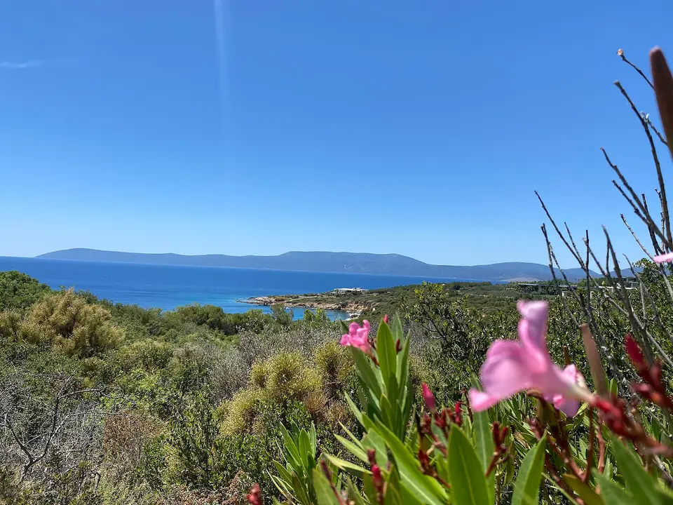 Ekmeksiz Plajı Tabiat Parkı çevresinde zakkum çiçekleri, makilik ve deniz