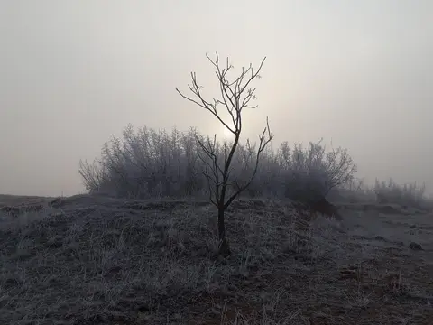 Kavaklımeşe Korusu Tabiat Parkı'nda kırağılı sisli bir sabah, çıplak ağaç ve çalılar