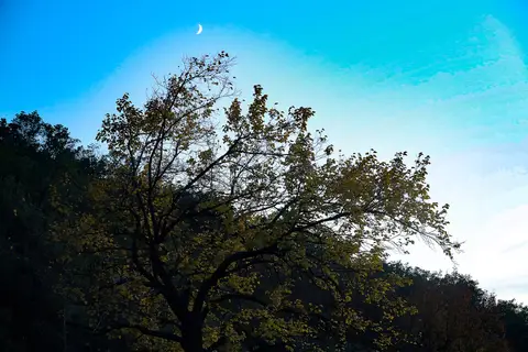 Ballıkayalar Tabiat Parkı'nda mavi gökyüzüne karşı geniş taçlı ağaç