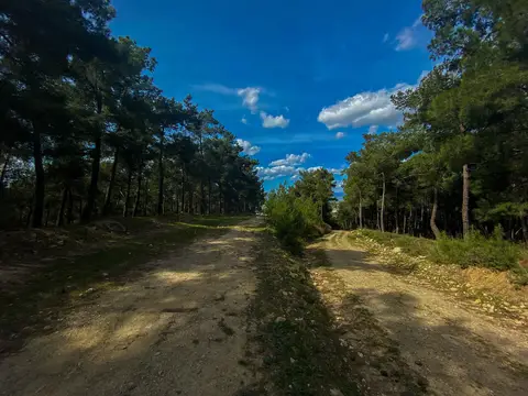 Süreyya Tabiat Parkı'nda iki yanı çam ağaçlarıyla çevrili toprak orman yolu ve bulutlu mavi gökyüzü