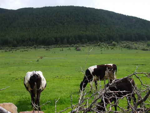 Aluçdağı Tabiat Parkı'nda ormanlı tepenin eteğindeki çayırda otlayan inekler