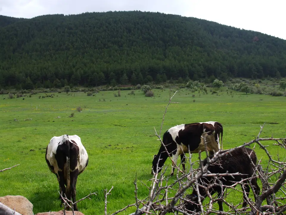Aluçdağı Tabiat Parkı'nda ormanlı tepenin eteğindeki çayırda otlayan inekler