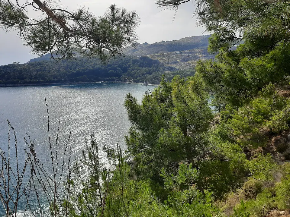 Mavikent Tabiat Parkı'nda çam ağaçlarının arasından görünen koy